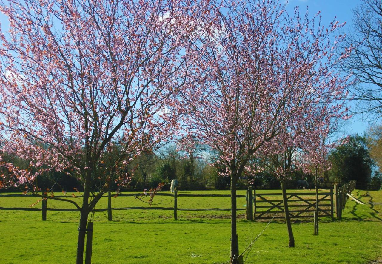 Hopgarden Glamping - Luxury 6M Bell Tent Wadhurst Esterno foto